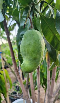 Manila mango tree