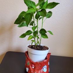 Chilli Plant