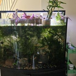 35 gal tank set up with stand and aquatic plants