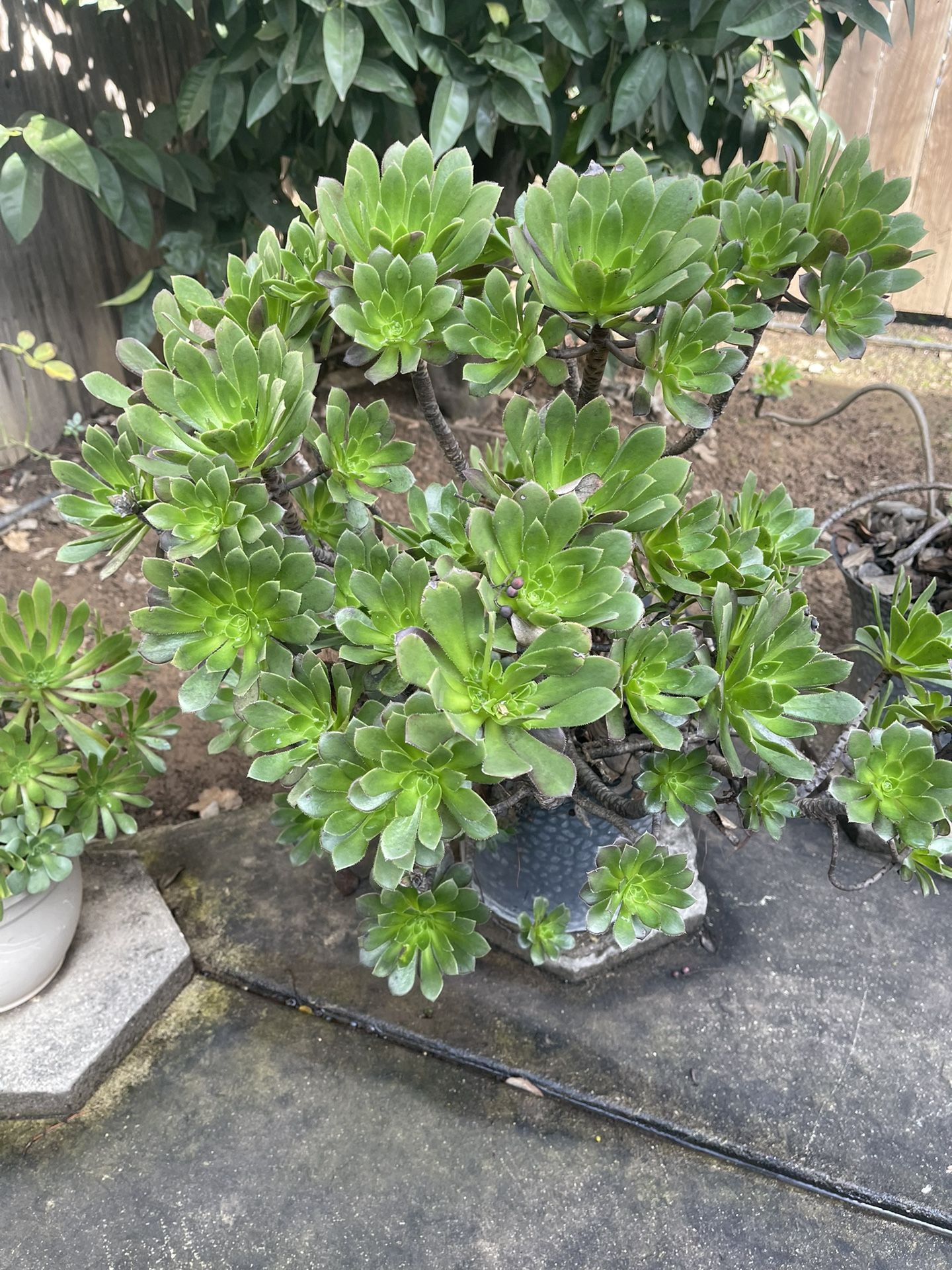 Aeonium Succulents 