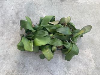 Orchid plants
