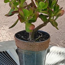 Jade Plant.