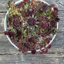 Hens And Chicks 10 Inch Ceramic Pot