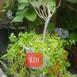 Plant Rocio And Suculent