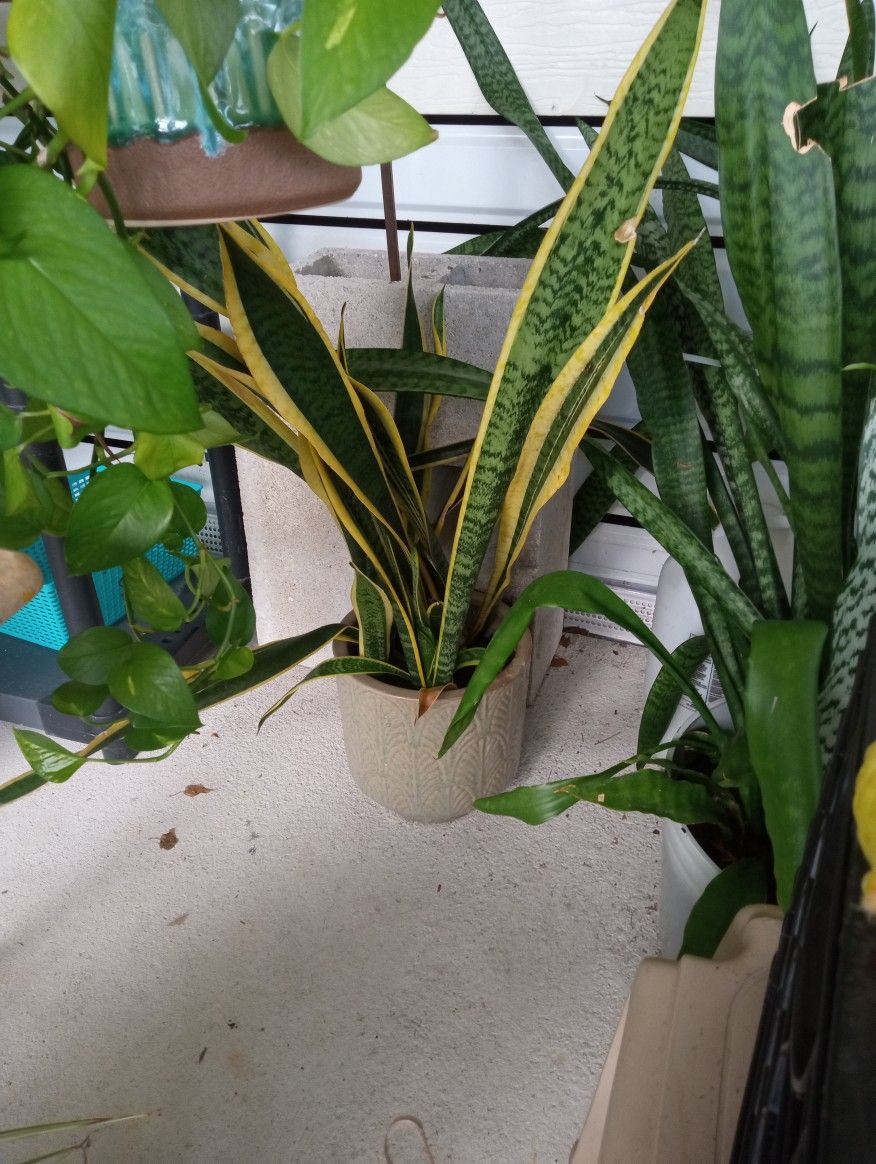 Lots Of Different Plants 