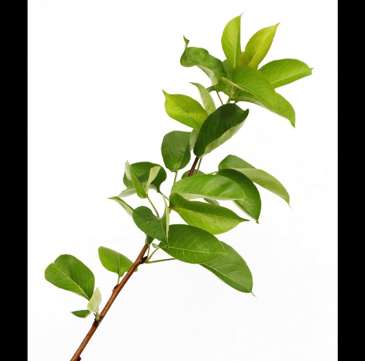 Young Pear Trees 