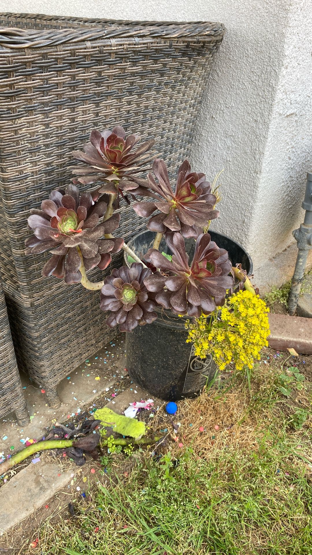 Succulent