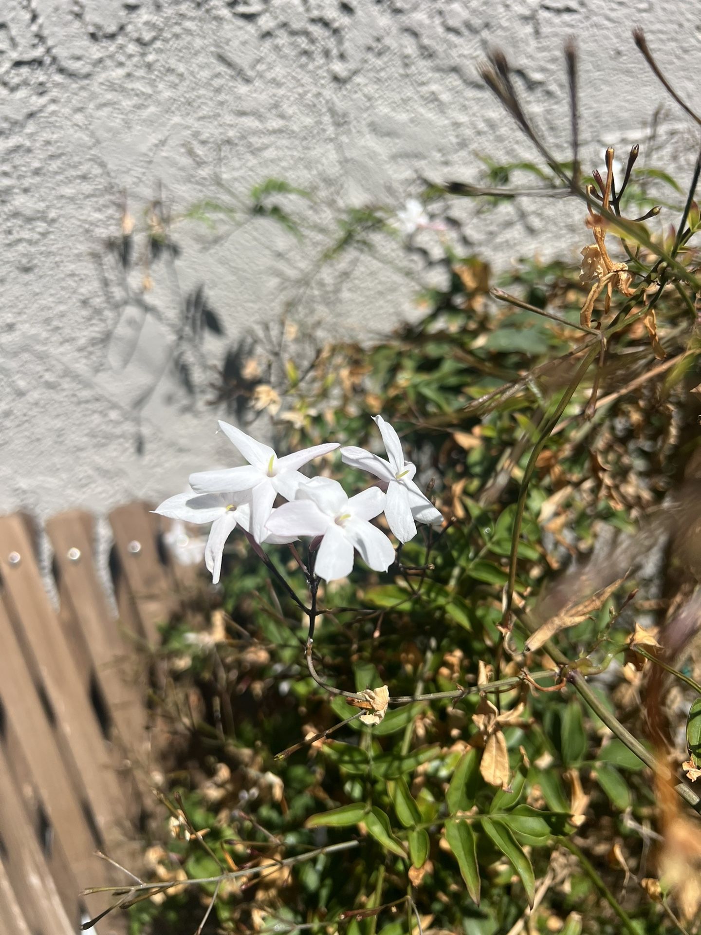 Jasmine Plant