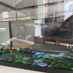 5 Gallons Fish Tank With Small 5 Fishes