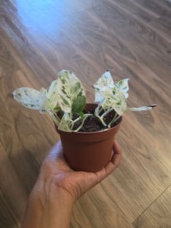 Plant