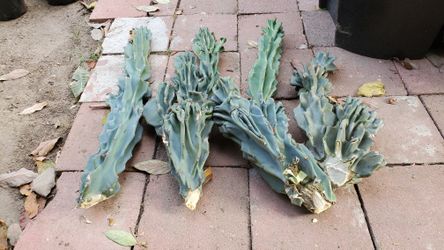Peruvian apple cactus monstrose. $20.00 each.