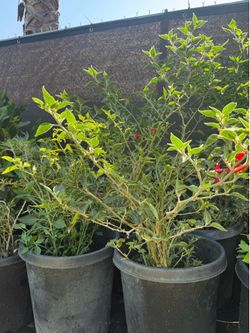 Fruiting Black cobra chilli peppers in 15 gallon pots