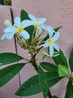White Plomeria Plant Over 4ft Tall Blooming