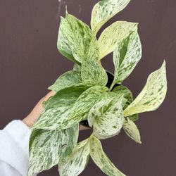 4” Marble Queen Pothos In 4” Pot 