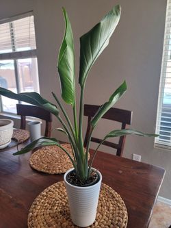 Bird Of Paradise