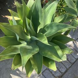 Agave Plants Drought Tolerant 