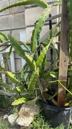 Dragon Fruit Cutting