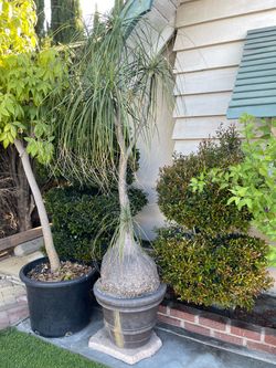 Ponytail Palm Elephant Foot Tree