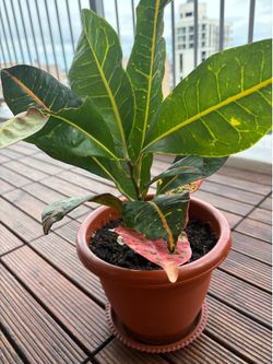 Home Plant