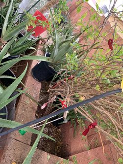 Aloe Vera Plants Basil Garden