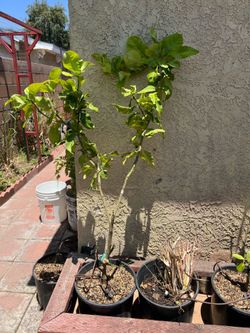 Lime tree