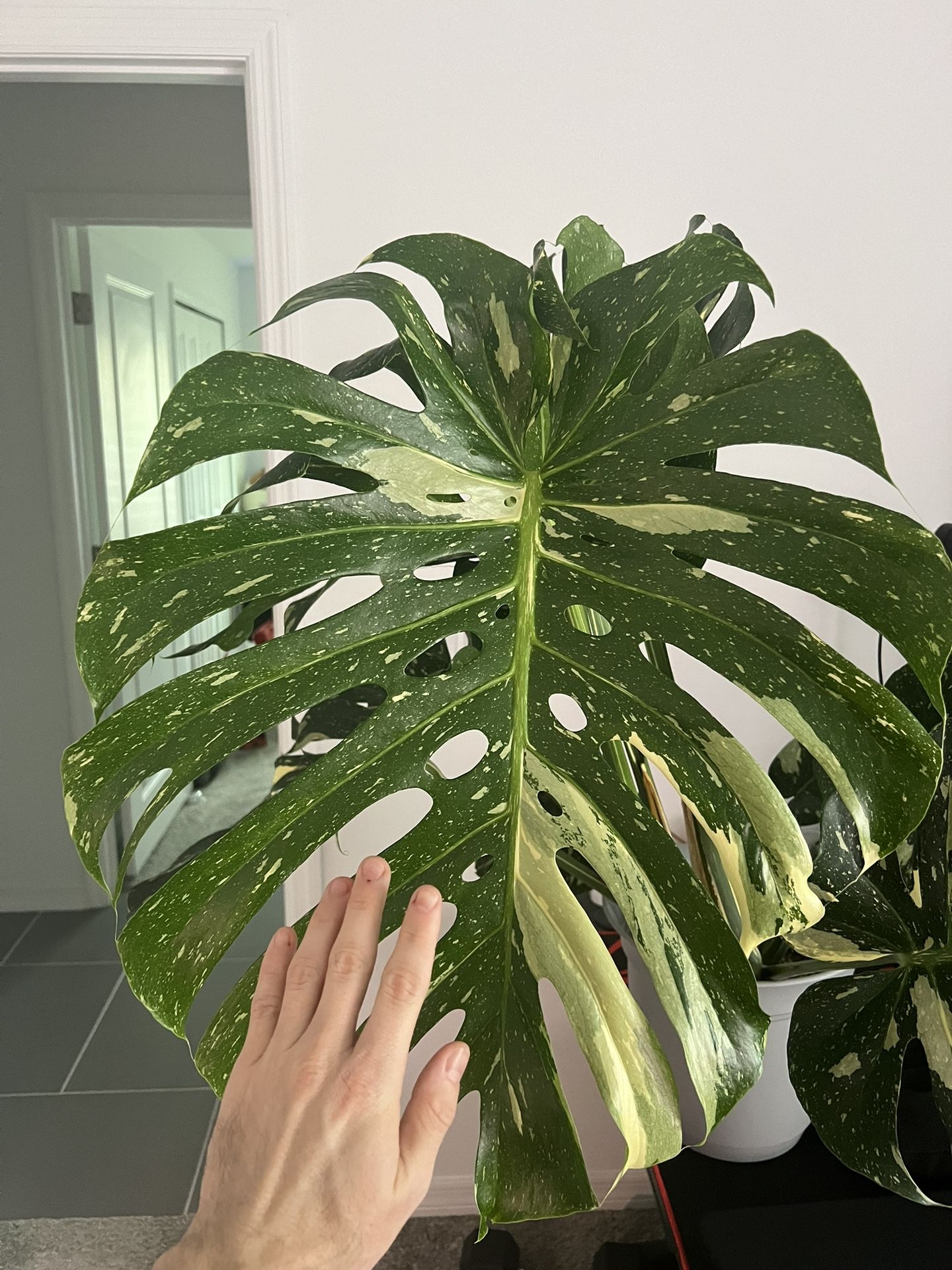 Thai Constellation Monstera