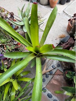 Very Large Neoregelia Bromeliad Plant
