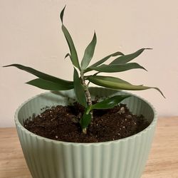 Baby Palm Plant