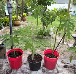3 papayas plant for $10