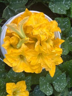 Flores de calabaza