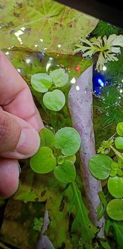 Amazon Frogbit Easy Floating Plants for Aquariums or Ponds