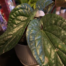 Beautiful Rare Radlux Anthurium 