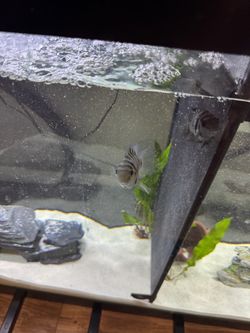 Fish decor