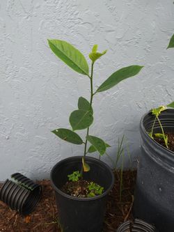 Yellow Jackfruit Tree