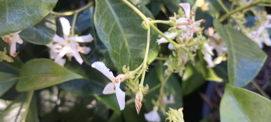 Star Jasmin plants.
