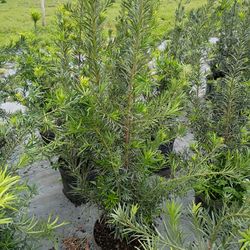 Podocarpus Fast Sale Instant Privacy Hedge For Fence 30 Or More
