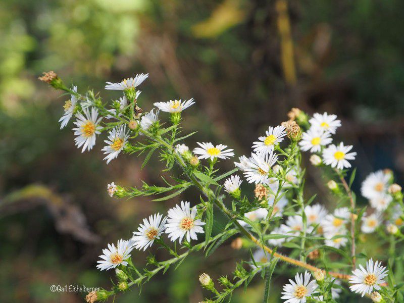 Frost Aster Plants $1.00 a plant OR $5.00 for 10 plants 