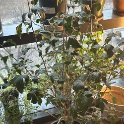Moving plants sale! Plants for free!