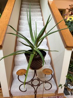 Aloe Vera plant