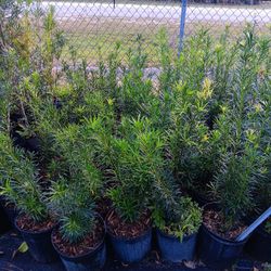 Podocarpus Plant 3gal 