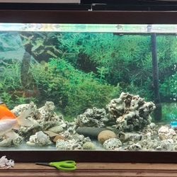 Aquarium Tank With Fishes