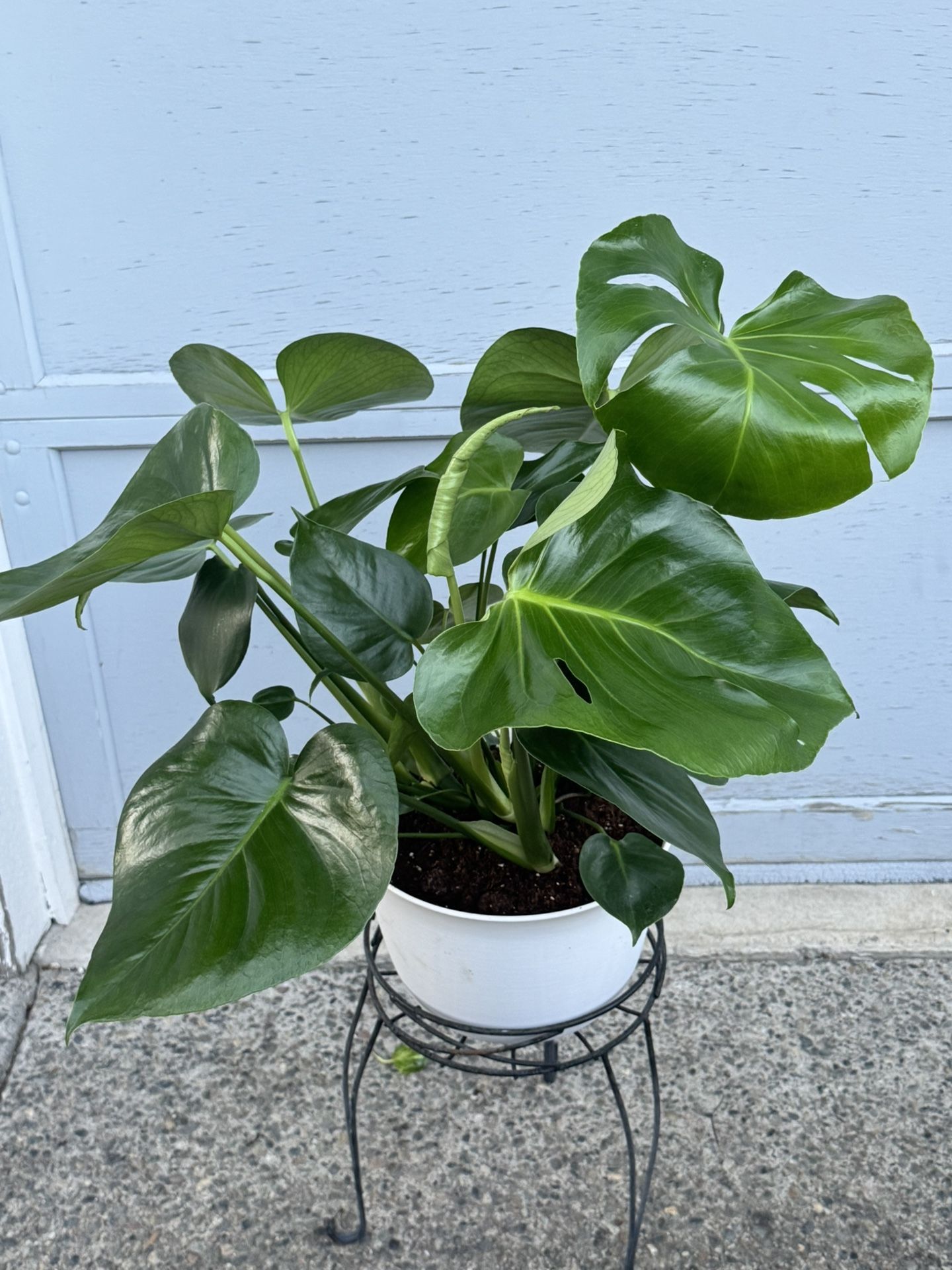 Monstera Delisiosa