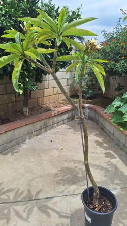 Plumeria 5ft. In bloom