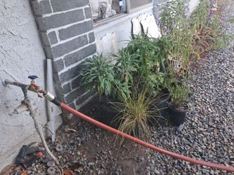 Plants 20 each
