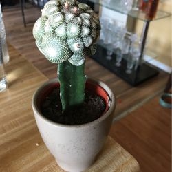 Cactaceae Blossfeldia ( Cactus ) 