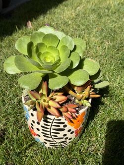 Many Beautifully potted succulents