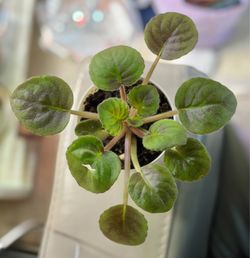 Purple and White Ruffled Petaled African Violet in Self-Watering Pot