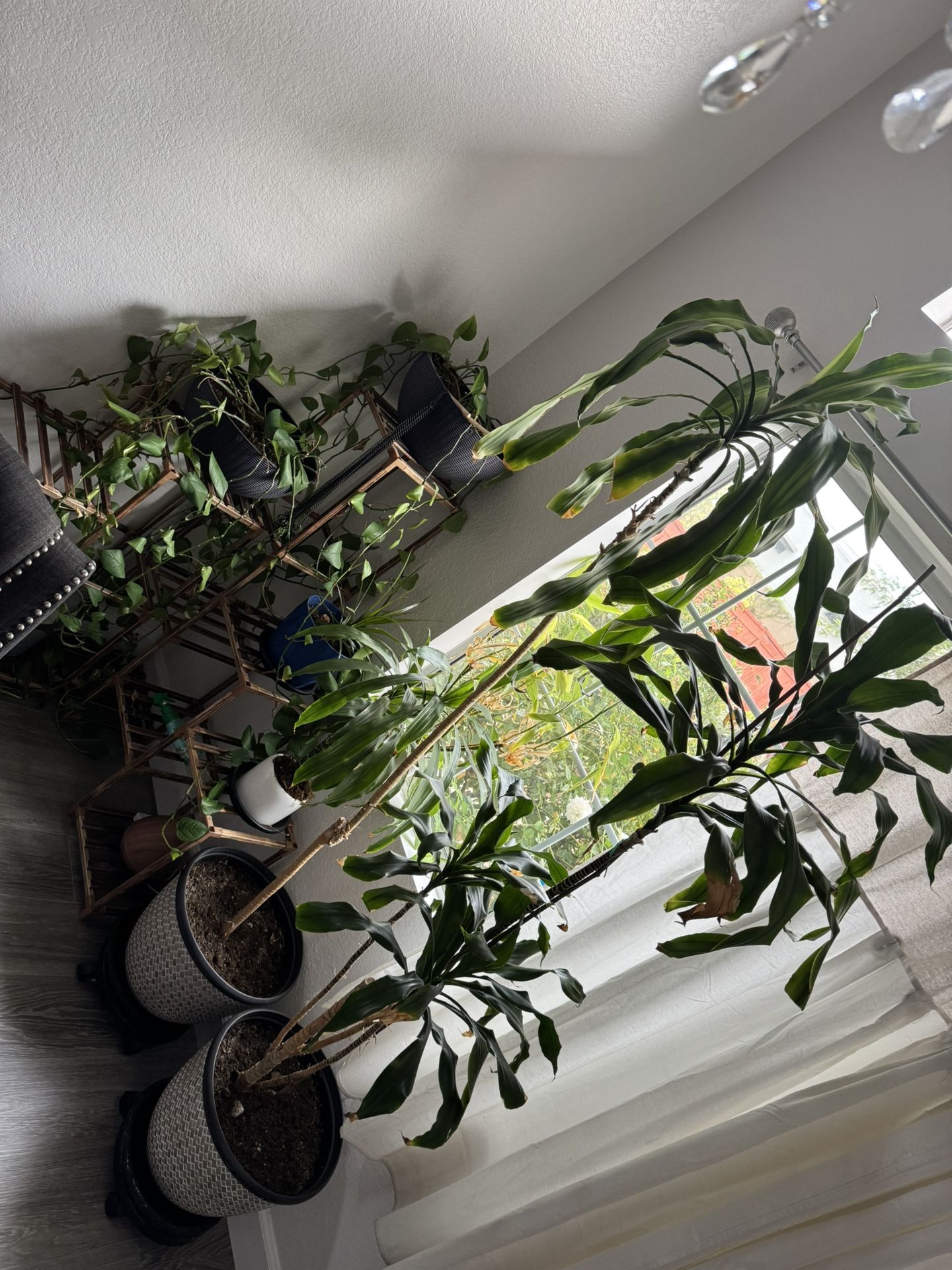 House Plants