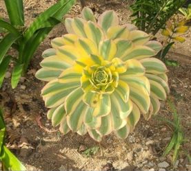 Aeonium Sunburst Succulent