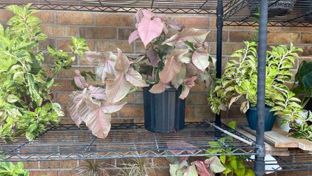 “ARROWHEAD” PLANT